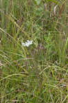 American wild carrot